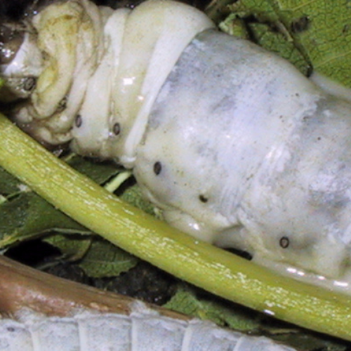 Diseases and Pests